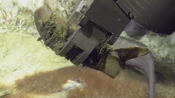 Media type: image;   Invertebrate Zoology 153118 Description: live specimen;